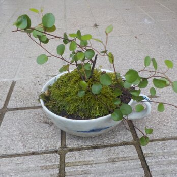 植栽３　苔ワイヤプランツの画像