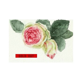 水彩・原画「薔薇の花」の画像