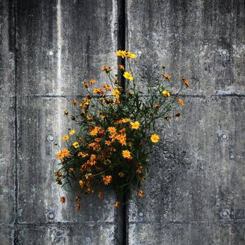 W018　コ　ン　ク　リ　ー　ト　の　花の画像