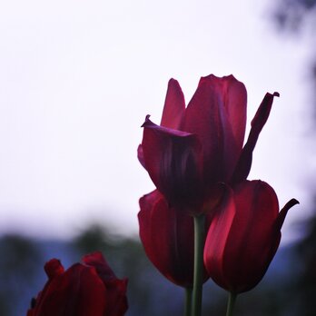 W019　Wine Red Tulipの画像