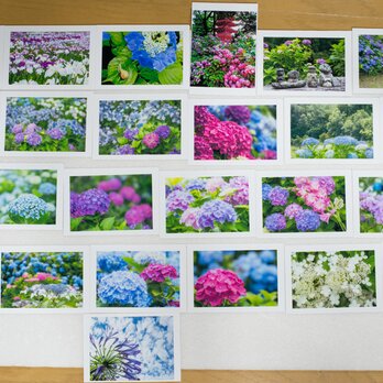 Lサイズの写真・梅雨の花メインで色々25枚セット(L002)の画像