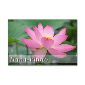 1412) 美しい蓮の花 1   ポストカード5枚組の画像