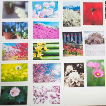 Lサイズの写真・花と風景その2・色々24枚セット(L016)の画像
