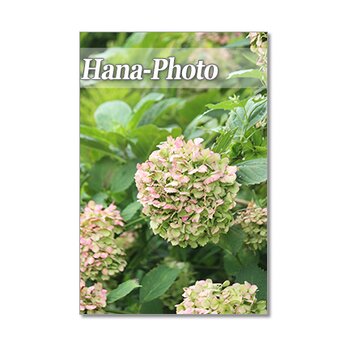 1415) 美しいアンティークカラーの紫陽花たち   ポストカード5枚組の画像