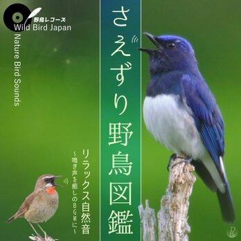 音楽CD『さえずり野鳥図鑑 リラックス自然音 ～鳴き声を癒しのBGMに～』Wild Bird Japanの画像