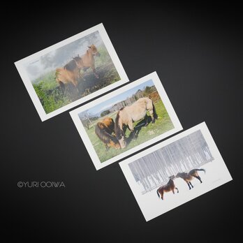 木曽馬ポストカード　3枚組セットの画像