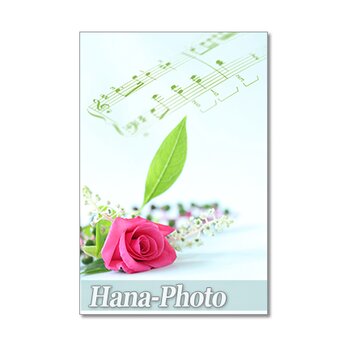 1419) 美しいホットピンクのバラ.  ポストカード5枚組の画像