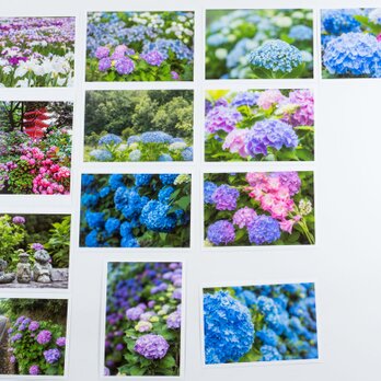 Lサイズの写真・梅雨の花メインで色々13枚セット(L002-2)の画像