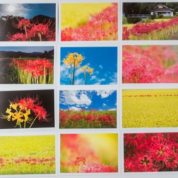 Lサイズの写真・彼岸花の咲いてる風景色々12枚セット(L010-2)の画像