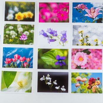 Lサイズの写真・花色々17枚セット(L012-2)の画像