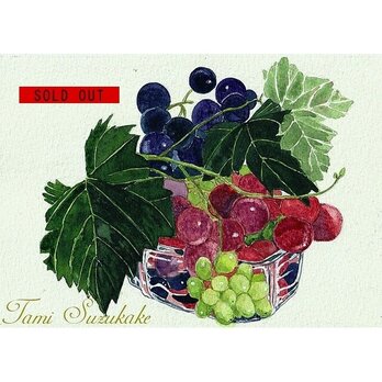 水彩画・原画「葡萄」