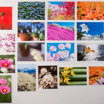 Lサイズの写真・花と風景その2・色々17枚セット(L016-2)の画像