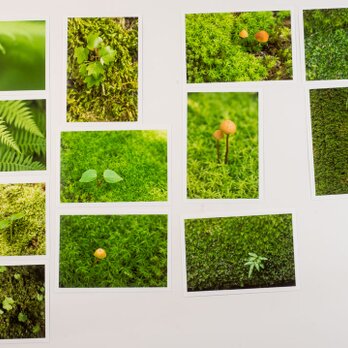 Lサイズの写真・植物の緑のクローズアップ12枚セット(L021)の画像