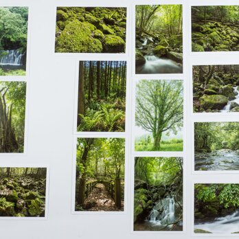 Lサイズの写真・植物の緑の風景13枚セット(L022)の画像