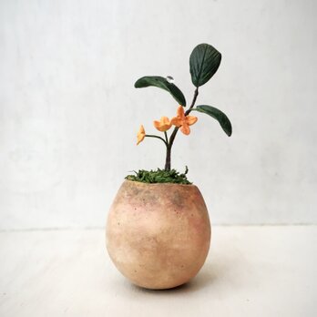 5123.bud 粘土の鉢植え キンモクセイの画像