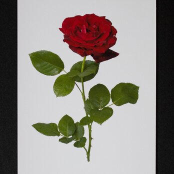 バラのポストカード　ジョゼフィン・ブルースの画像