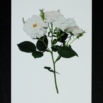 バラのポストカード　アルバ・セミプレナの画像