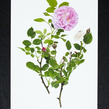 バラのポストカード　ピンク・サマースノー・クライミングの画像