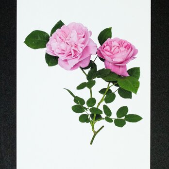 バラのポストカード　メアリー・ローズの画像