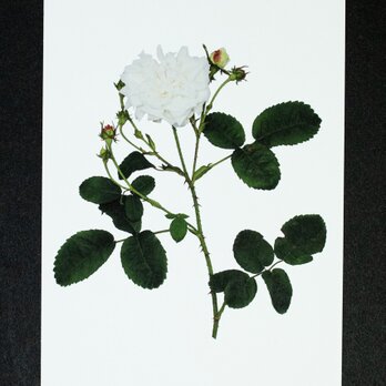 バラのポストカード　ホワイト・プロバンスの画像