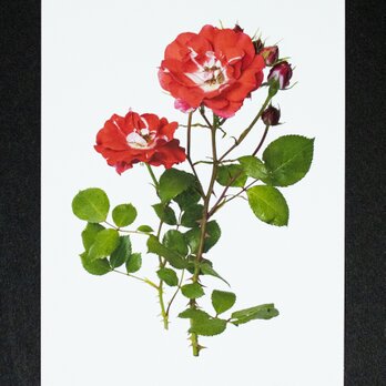 バラのポストカード　ピカソの画像