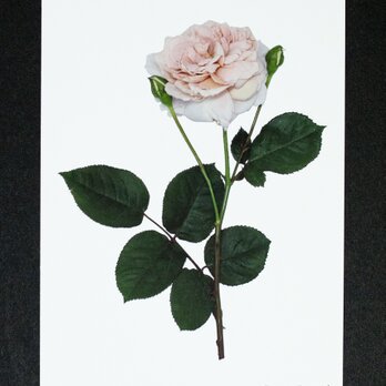 バラのポストカード　グレイ・パールの画像