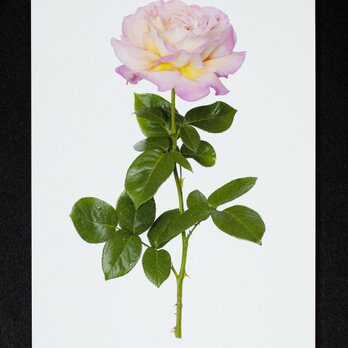 バラのポストカード　シカゴ・ピースの画像