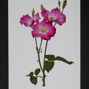 バラのポストカード　エレ・エレの画像