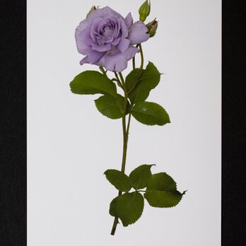 バラのポストカード　プリンシペ・アスールの画像