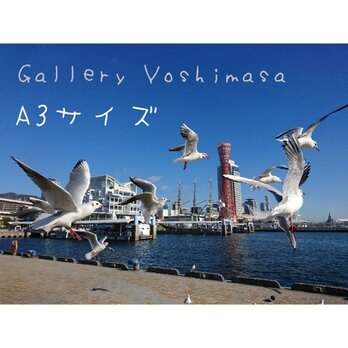 みなと神戸に咲く華 「ユリカモメ」 「カモメのいる暮らし」 A3サイズ光沢写真横  写真のみ 神戸風景写真の画像