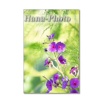1433) フロックス、アルストロメリア、不明紫の花、紫アゲラタム、白アゲラタム　   ポストカード5枚組の画像