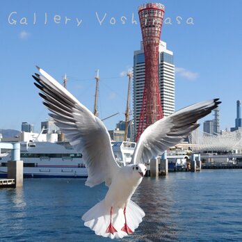 みなと神戸に咲く華 「ユリカモメ」 「カモメのいる暮らし」 A3 サイズ光沢写真縦 写真のみ 神戸風景写真の画像