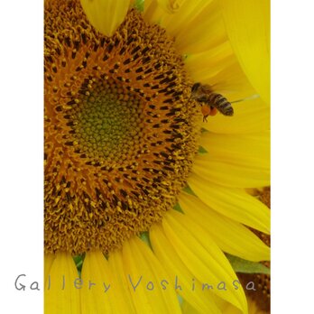 ミツバチ「花粉団子」 「ハチのいる暮らし」 2L判サイズ光沢写真縦 写真のみ 花写真 蜂写真の画像