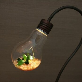 [okuda様お問い合わせ分] bulb terrariumの画像
