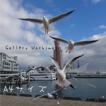 みなと神戸に咲く華 「ユリカモメ」 「カモメのいる暮らし」 A4サイズ光沢写真縦 写真のみ 神戸風景写真の画像
