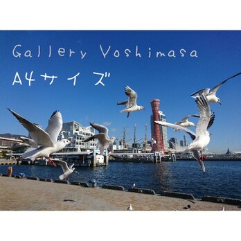 みなと神戸に咲く華 「ユリカモメ」 「カモメのいる暮らし」 A4サイズ光沢写真横  写真のみ 神戸風景写真の画像