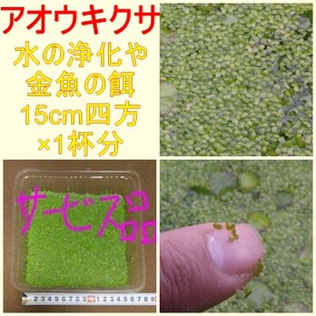 浮草（アオウキクサ）サービス品　×　1杯の画像