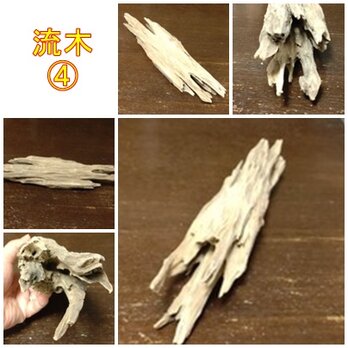 流木らしい流木の画像