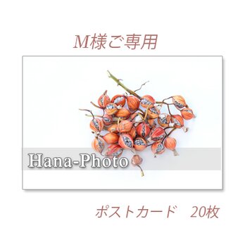 M様ご専用　　1192)月桃の実の画像