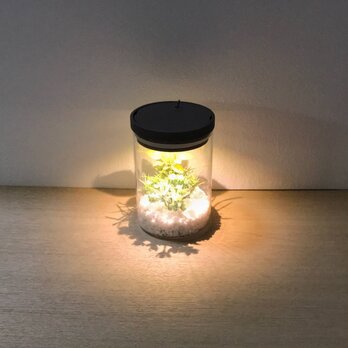 bottle terrarium mini [warm]の画像