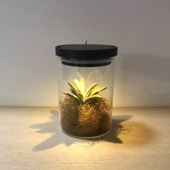 bottle terrariumの画像