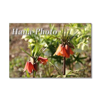 1441) 春の花　フリチラリア・.ルピナス・カレンジュラ・水仙.　   ポストカード5枚組の画像