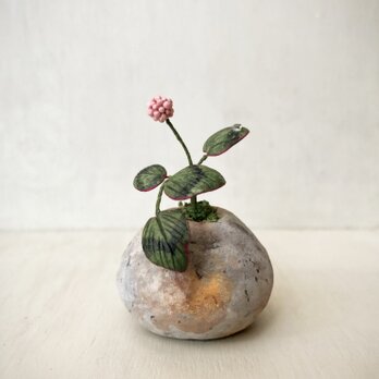 5420.bud 粘土の鉢植え ヒメツルソバの画像