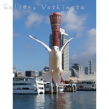 みなと神戸に咲く華 「ユリカモメ」 「カモメのいる暮らし」 2L判サイズ光沢写真縦 写真のみ 神戸風景写真の画像
