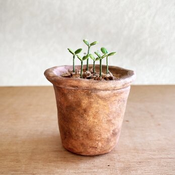 5454.bud 粘土の鉢植え 芽吹きの画像