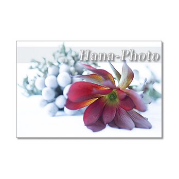 1443) シックでお洒落な花たち（シルバーブルニア・リューカデンドロン・ガマズミ）    ポストカード5枚組の画像
