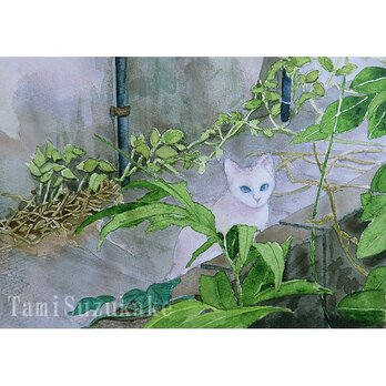 水彩画・原画「裏路地の白猫」の画像