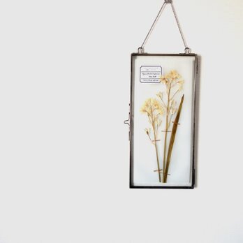 植物標本 ■ 押し花の壁掛けフレーム  縦長サイズ ■ シラー・カンパニュラータ ホワイトの画像