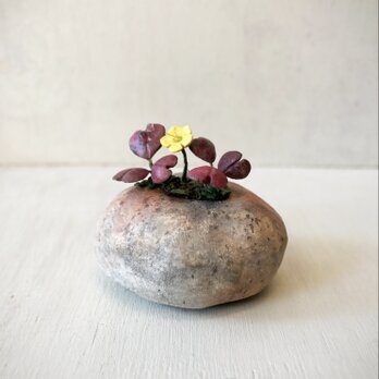 5466.bud 粘土の鉢植え カタバミ