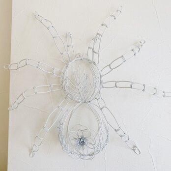 白い蜘蛛の画像